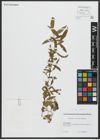 Foto von Salix alba subsp. micans (Andersson) Rech. f.